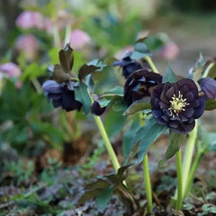Christmas Rose-Black Hellebore
