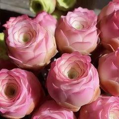 Pink Mountain Rose Succulent