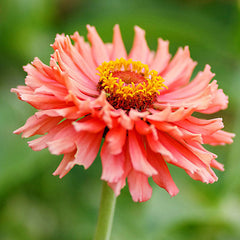 Senorita Zinnia Flower Seeds