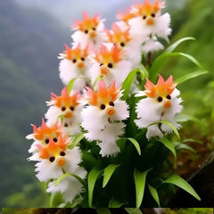 Amazing plants! Cat's eye dazzle