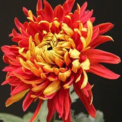Golden-Backed Scarlet Chrysanthemum
