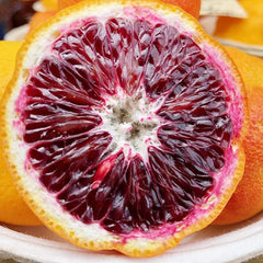 Blood orange tree seeds fast growing juicy non-GMO suitable for patio