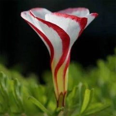 Candy Cane Oxalis Versicolor Plant Seeds