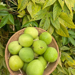 Purple Passionflower / Maypop