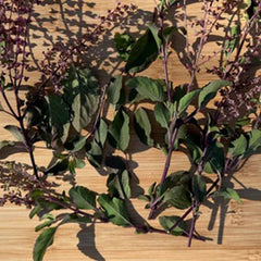 Tulsi / Holy Basil: Rama