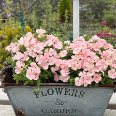 Pink Phlox paniculata Seeds