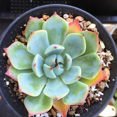 Mixed Color Rare Succulents Seeds Garden and Home Bonsai Flower Plant