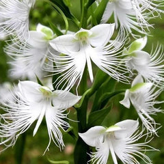 Habenaria radiata Seeds