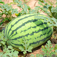 Lazy Seedless Watermelon