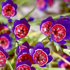 Geissorhiza radians