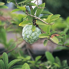 Soursop Graviola Guanabana Annona Muricata Fruit Tree Seeds Fresh Tropical Fruit
