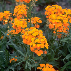 Beneficial Bug Haven Wildflower Seed Mix