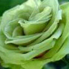 Green Rose Rosa Flowers Seeds Bush Shrub Perennial Flower