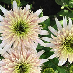 Pink Lemonade Coneflower Seeds - Rare Pink & Green Hardy Perennial Pollinator Flower