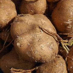 Jicama Seeds Heirloom Mexican Yam Bean Non-GMO Mexican Turnip Seeds Fresh Garden Seeds
