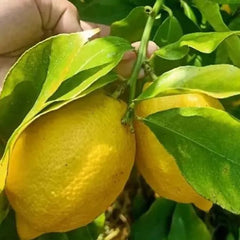 Perfume Lemon Seeds  High Germination Rate - Year Round Blooms and Fruits