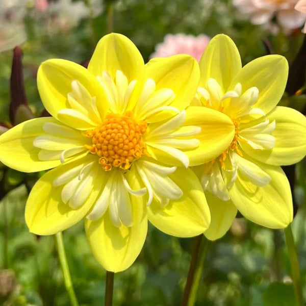 Bright Yellow Dahlia Seeds