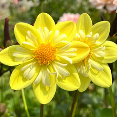 Bright Yellow Dahlia Seeds