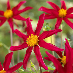 Cartwheel Collection Dahlia Bulbs Perennial Growing Bonsai Roots Rhizomes Corms Tubers Potted Planting Reblooming Fragrant Garden Species Blooms Flower Seeds Plant Gardening
