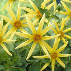 Cartwheel Collection Dahlia Bulbs Perennial Growing Bonsai Roots Rhizomes Corms Tubers Potted Planting Reblooming Fragrant Garden Species Blooms Flower Seeds Plant Gardening