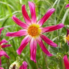 Cartwheel Collection Dahlia Bulbs Perennial Growing Bonsai Roots Rhizomes Corms Tubers Potted Planting Reblooming Fragrant Garden Species Blooms Flower Seeds Plant Gardening