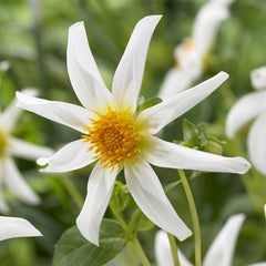 Cartwheel Collection Dahlia Bulbs Perennial Growing Bonsai Roots Rhizomes Corms Tubers Potted Planting Reblooming Fragrant Garden Species Blooms Flower Seeds Plant Gardening