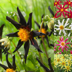 Cartwheel Collection Dahlia Bulbs Perennial Growing Bonsai Roots Rhizomes Corms Tubers Potted Planting Reblooming Fragrant Garden Species Blooms Flower Seeds Plant Gardening