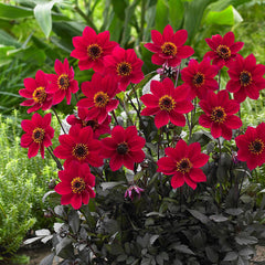 Dahlia Happy Days Collection Bulbs Perennial Growing Bonsai Roots Rhizomes Corms Tubers Potted Planting Reblooming Fragrant Garden Species Blooms Flower Seeds Plant Gardening