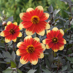 Dahlia Happy Days Collection Bulbs Perennial Growing Bonsai Roots Rhizomes Corms Tubers Potted Planting Reblooming Fragrant Garden Species Blooms Flower Seeds Plant Gardening