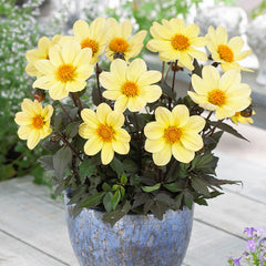 Dahlia Happy Days Collection Bulbs Perennial Growing Bonsai Roots Rhizomes Corms Tubers Potted Planting Reblooming Fragrant Garden Species Blooms Flower Seeds Plant Gardening
