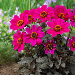Dahlia Happy Days Collection Bulbs Perennial Growing Bonsai Roots Rhizomes Corms Tubers Potted Planting Reblooming Fragrant Garden Species Blooms Flower Seeds Plant Gardening