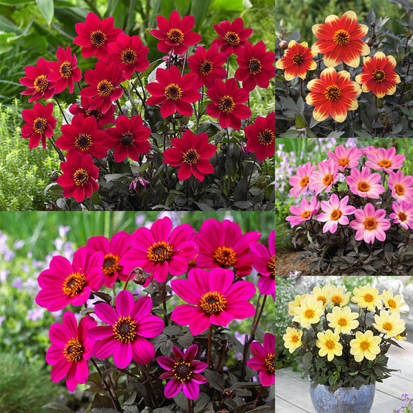 Dahlia Happy Days Collection Bulbs Perennial Growing Bonsai Roots Rhizomes Corms Tubers Potted Planting Reblooming Fragrant Garden Species Blooms Flower Seeds Plant Gardening