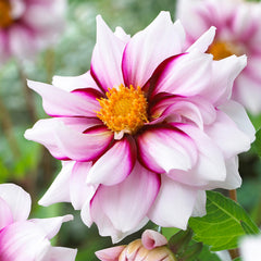 Mignon Collection Dahlia Bulbs Perennial Growing Bonsai Roots Rhizomes Corms Tubers Potted Planting Reblooming Fragrant Garden Species Blooms Flower Seeds Plant Gardening