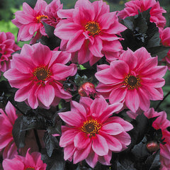 Mignon Collection Dahlia Bulbs Perennial Growing Bonsai Roots Rhizomes Corms Tubers Potted Planting Reblooming Fragrant Garden Species Blooms Flower Seeds Plant Gardening