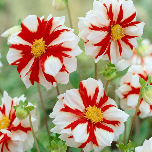 Dahlia Mignon Collection Bulbs Perennial Growing Bonsai Roots Rhizomes Corms Tubers Potted Planting Reblooming Fragrant Garden Species Blooms Flower Seeds Plant Gardening