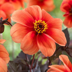 Mignon Collection Dahlia Bulbs Perennial Growing Bonsai Roots Rhizomes Corms Tubers Potted Planting Reblooming Fragrant Garden Species Blooms Flower Seeds Plant Gardening
