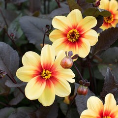 Mignon Collection Dahlia Bulbs Perennial Growing Bonsai Roots Rhizomes Corms Tubers Potted Planting Reblooming Fragrant Garden Species Blooms Flower Seeds Plant Gardening