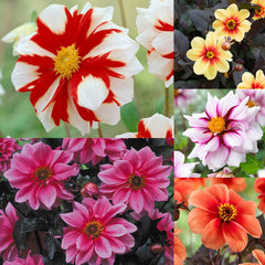 Dahlia Mignon Collection Bulbs Perennial Growing Bonsai Roots Rhizomes Corms Tubers Potted Planting Reblooming Fragrant Garden Species Blooms Flower Seeds Plant Gardening