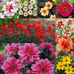 Dahlia Mignon Mix Bulbs Perennial Growing Bonsai Roots Rhizomes Corms Tubers Potted Planting Reblooming Fragrant Garden Species Blooms Flower Seeds Plant Gardening