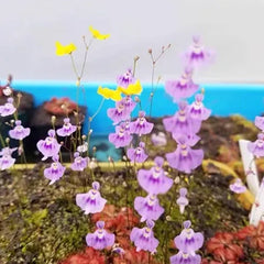 Utricularia sandersonii Seeds