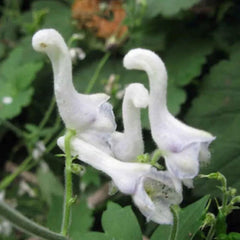 Rare Swan Flowers Seeds 