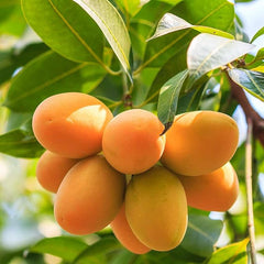 Mango Fruit Seed Delicious Non-GMO Fruit Juicy Fruits Robust Flavor High Yield Flourishing Makes Great Edging