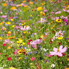 Monarch Butterfly Garden Seed Mixture