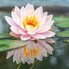 Bowl Lotus Seeds Bonsai Lotus Seeds for Planting Water Lily Flower Aquatic Plants Seeds