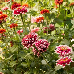 Hidden Dragon Zinnia Seeds