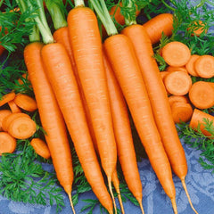 Carrot Nantindo F1