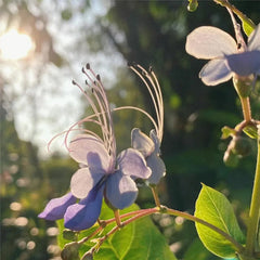 Blue Butterfly Flower Easy