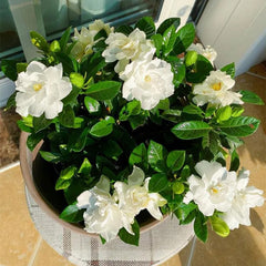 Big Leaf Gardenia Seeds