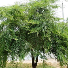 Phyllanthus Emblica,Indian Gooseberry Edible Fruit Ornamental Deciduous Tree Survival Gear Food Seeds