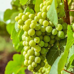 Grape Seeds Vine Fruit Seed Fruit Plant Home Garden Non-GMO